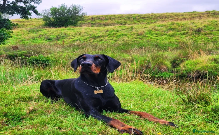 Dobermann dogs - Advert 1