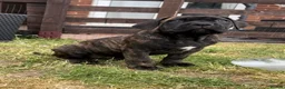 Cane Corso dogs for sale: Grand Champion Cane corso puppies - Advert 4