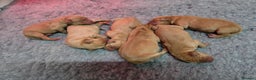 Labrador Retriever dogs for sale: Stunning Red fox labrador puppies  - Advert 40