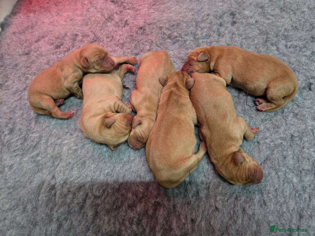 Labrador Retriever dogs for sale: Stunning Red fox labrador puppies  - Advert 40