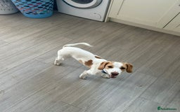 Mixed Breed dogs for sale: Male springer spaniel cross jack russel - Advert 4