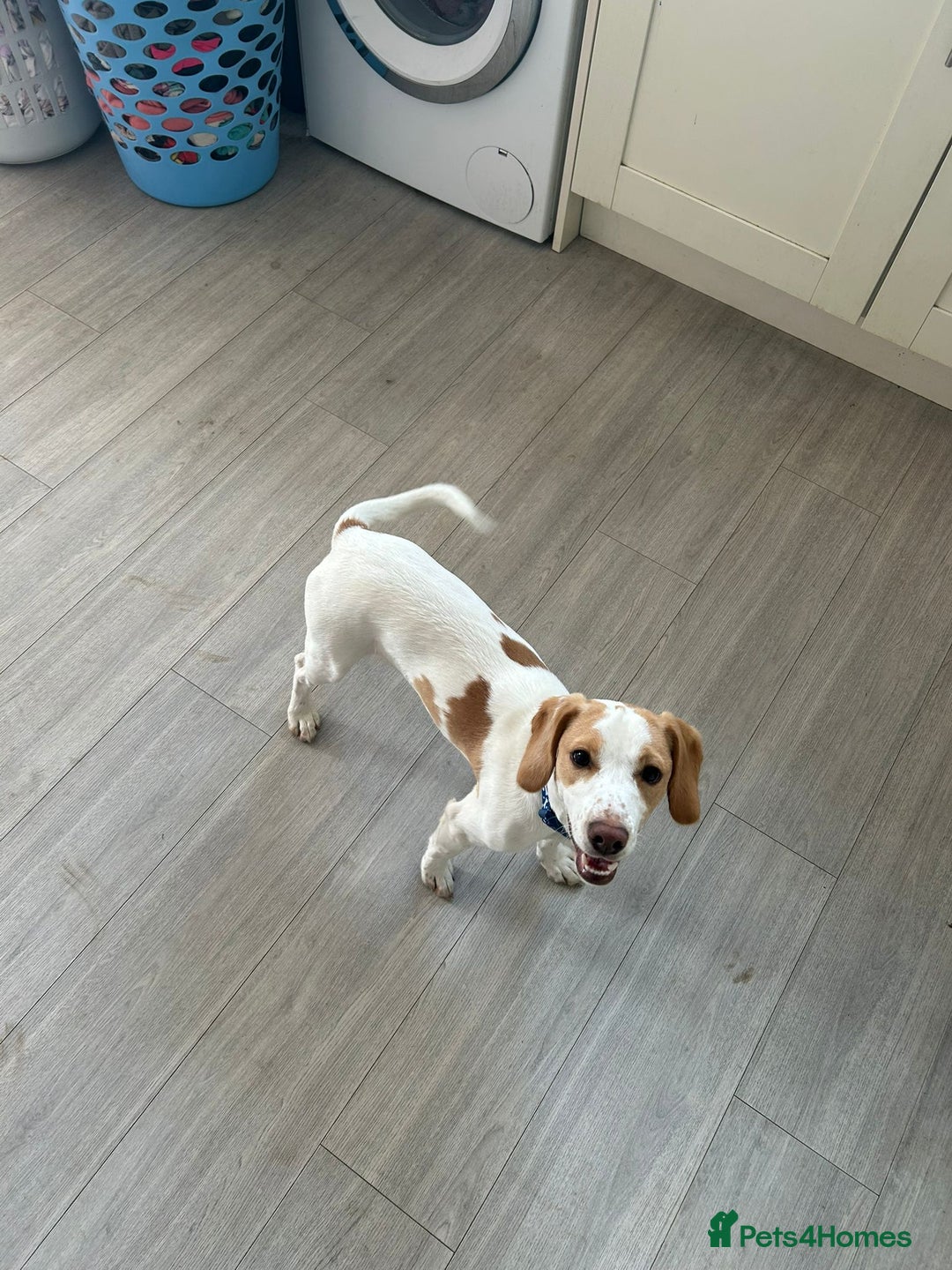 Mixed Breed dogs for sale: Male springer spaniel cross jack russel - Advert 4