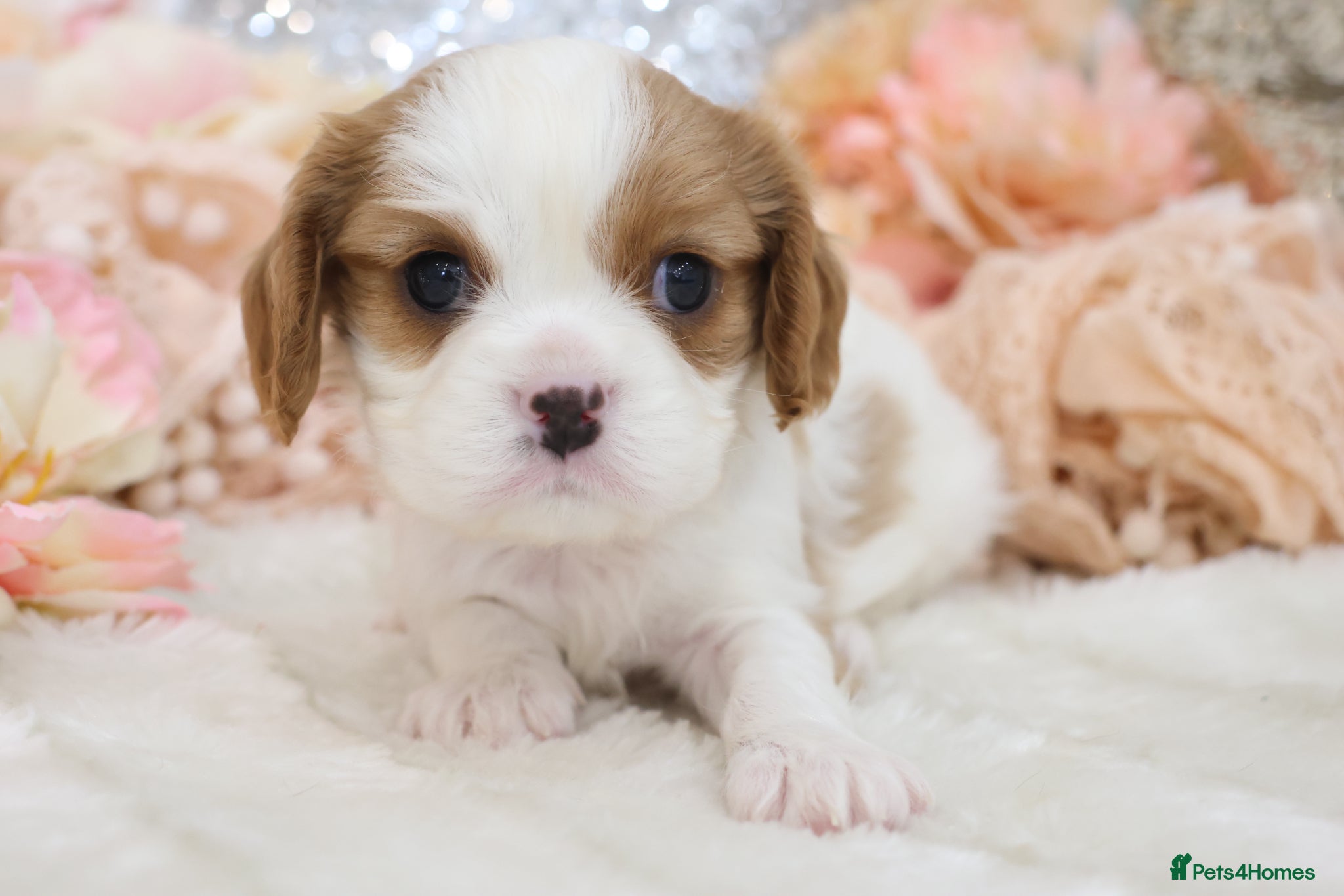 Cavalier King Charles Spaniel dogs HEALTH TESTED KC Cavalier King Charles Spaniels - Advert 2