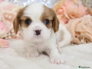 Cavalier King Charles Spaniel dogs HEALTH TESTED KC Cavalier King Charles Spaniels - Advert 1