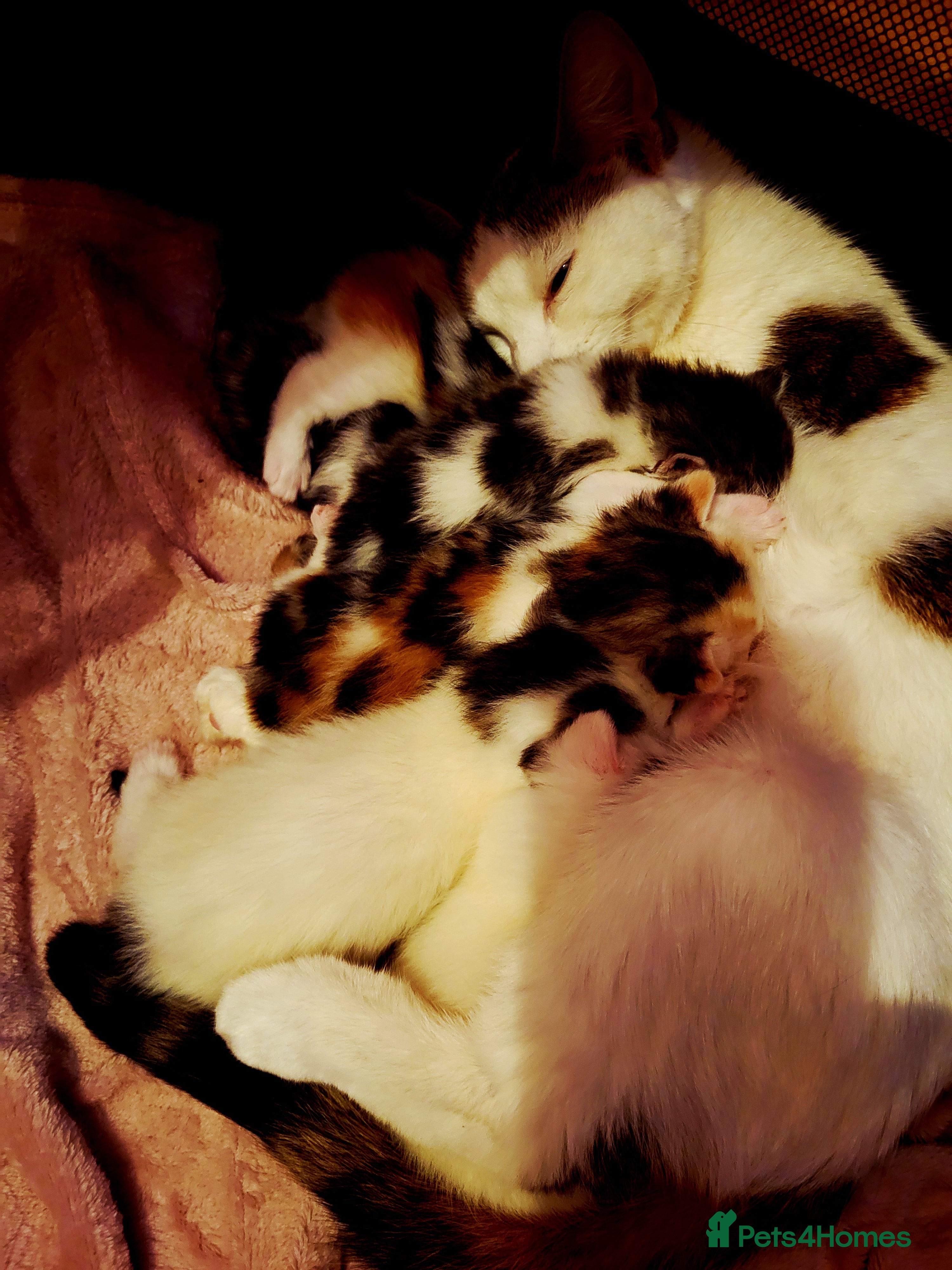 Domestic Shorthair cats 4 kittens - Advert 2