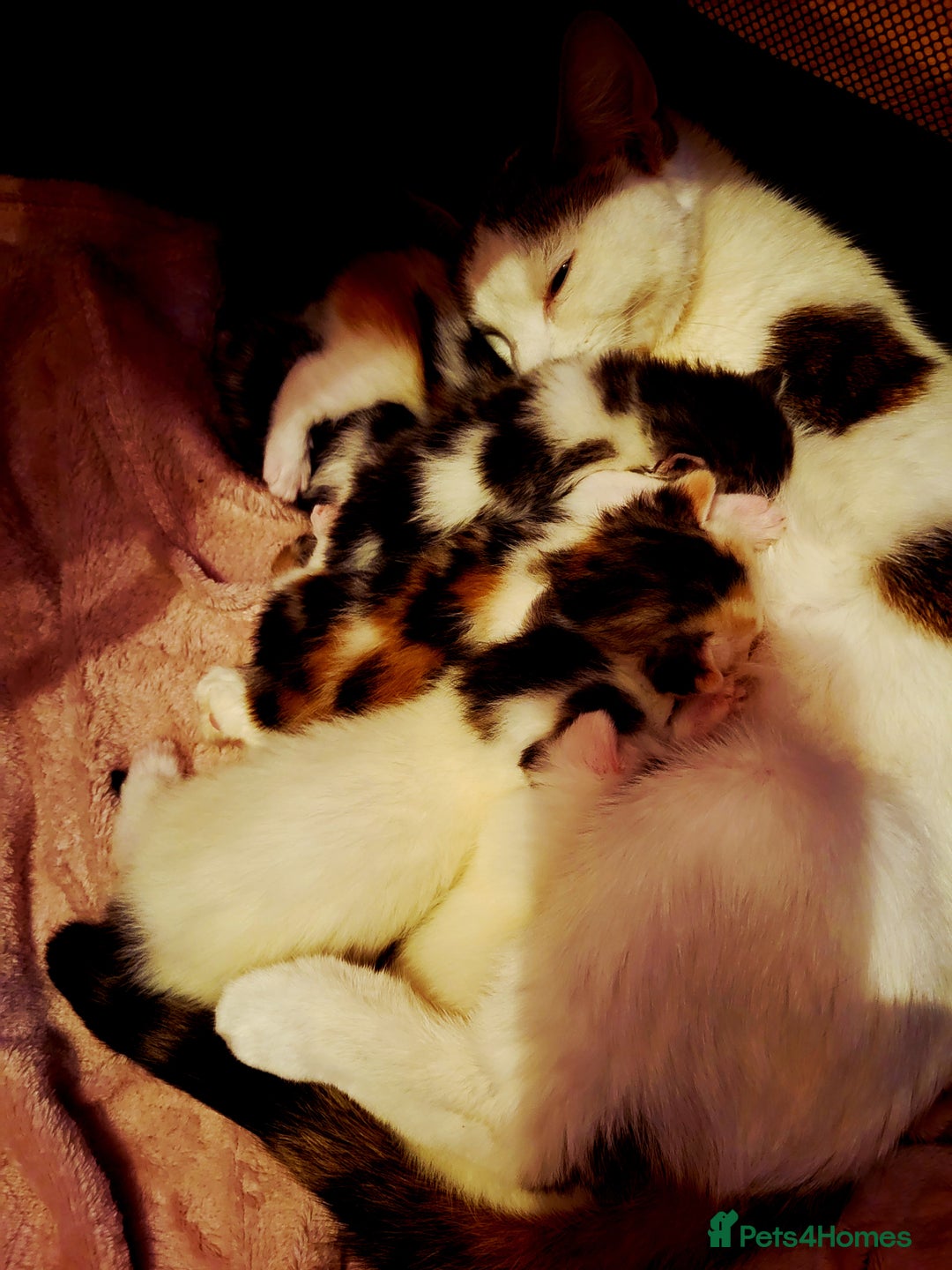 Domestic Shorthair cats for sale: 3 kittens - Advert 1