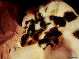 Domestic Shorthair cats 3 kittens - Advert 3