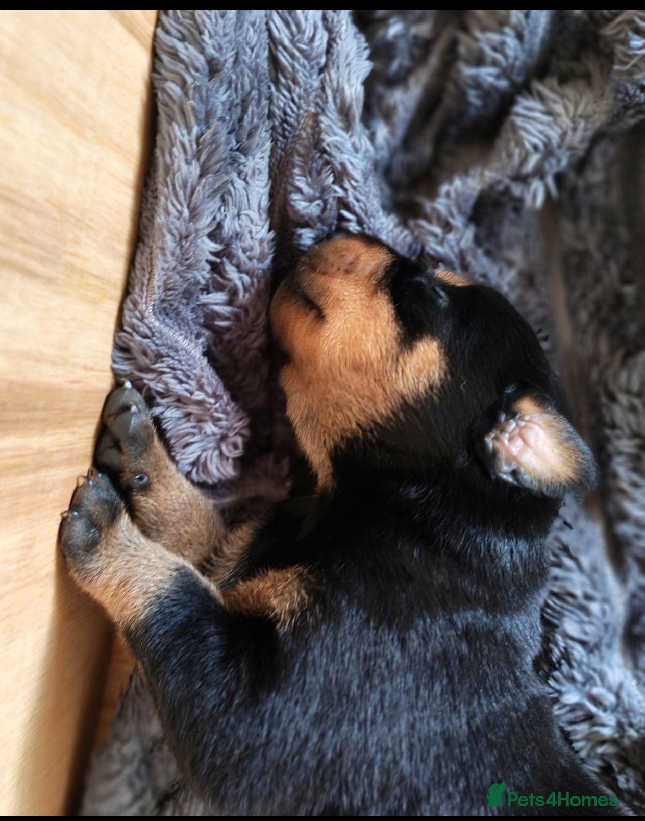 Dobermann dogs Beautiful Rotterman pups Doberman X Rottweiler - Advert 3
