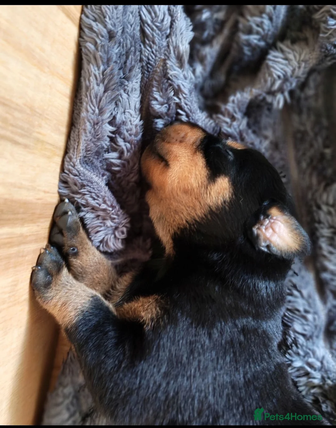 Dobermann dogs for sale: Beautiful Rotterman pups Doberman X Rottweiler - Advert 1