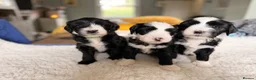 Tibetan Terrier dogs for sale: Tibetan Terrier Pups - Advert 1