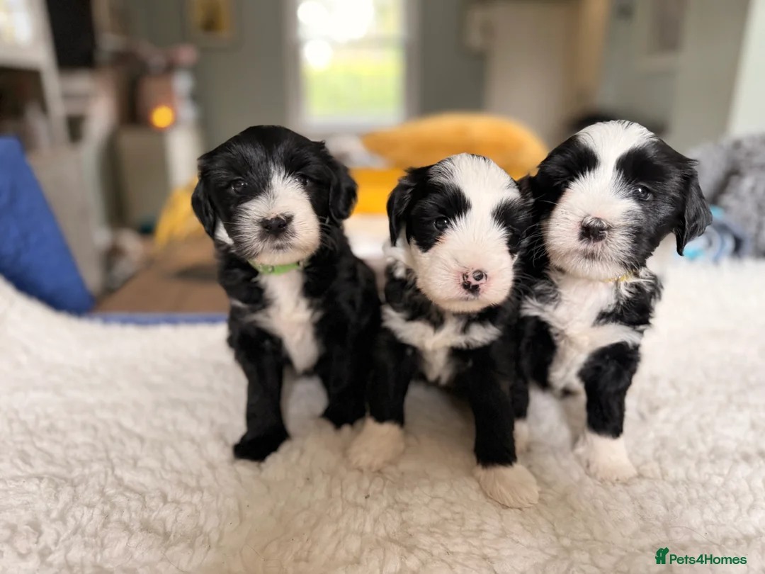 Tibetan Terrier dogs for sale: Tibetan Terrier Pups - Advert 1