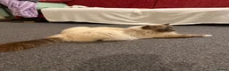 Birman cats for sale: Birman kittens  - Advert 5