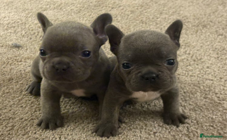 French Bulldog dogs - Advert 10