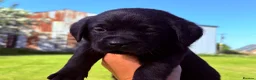 Labrador Retriever dogs for sale: Black Labrador pups 270 plus DNA Hips Elbows Eyes  - Advert 1