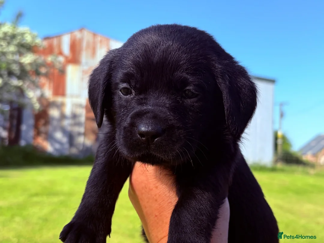 Labrador Retriever dogs for sale: Black Labrador pups 270 plus DNA Hips Elbows Eyes  - Advert 1