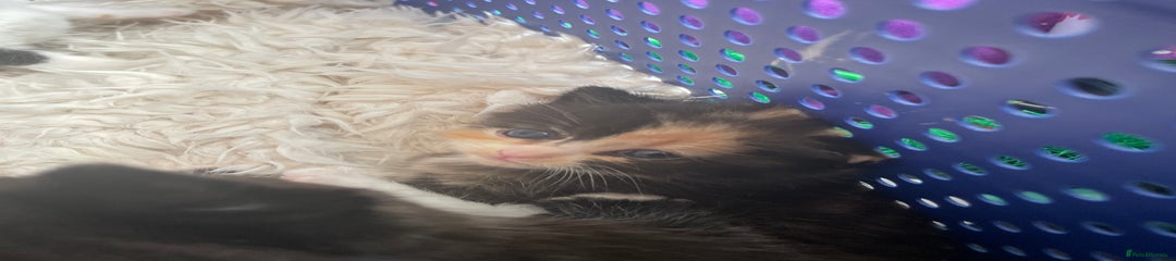 Domestic Shorthair Kitten 5