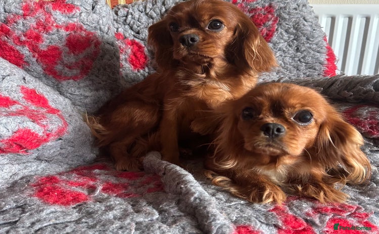 Cavalier King Charles Spaniel dogs - Advert 1