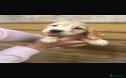 Cockapoo dogs for sale: COCKAPOO PUPPIES  - Advert 8