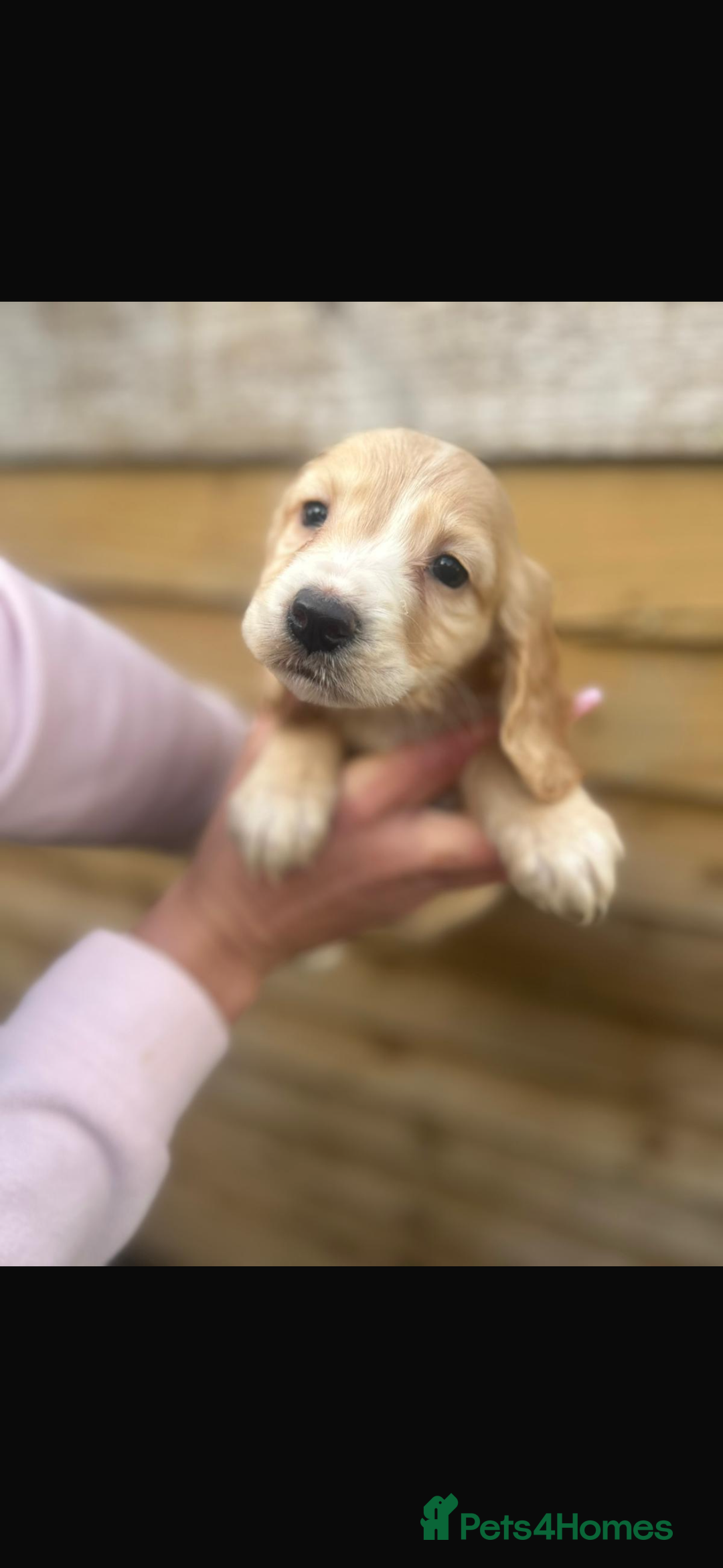 Cockapoo dogs for sale: COCKAPOO PUPPIES  - Advert 8