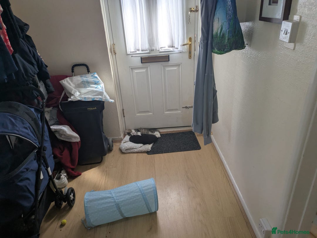 Domestic Shorthair cats for sale: Kind Homes Only – 4 Beautiful Healthy Kittens in Edgware - Image 28