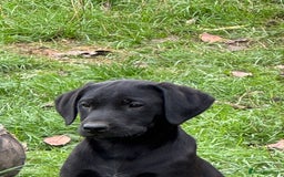 Labrador Retriever dogs for sale: Labrador puppies - Image 9