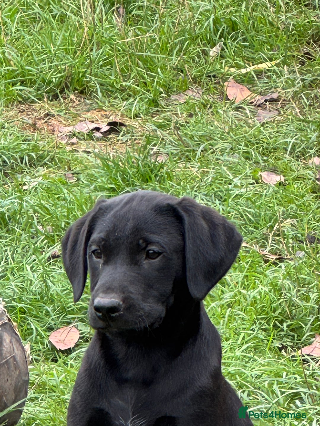 Labrador Retriever dogs for sale: Labrador puppies - Image 9