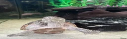 Turtle reptiles for sale: Two Common Musk Turtles  - Advert 4