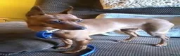 Miniature Pinscher dogs for sale: Miniature pinscher boy tan  - Advert 4