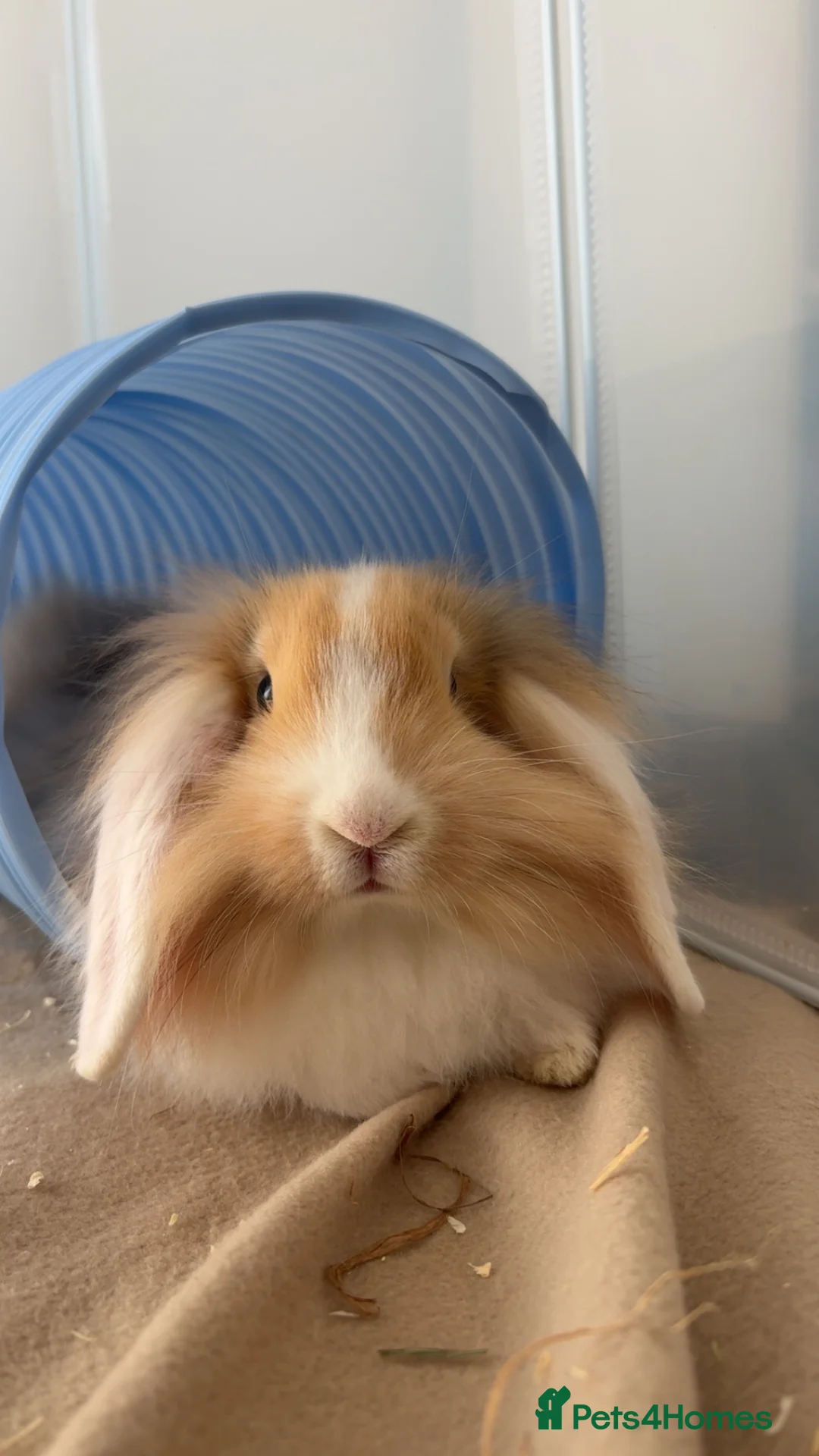 Mixed Breed rabbits for sale: Bonded Male Rabbits  in Broxburn - Advert 1