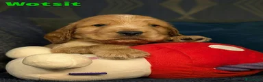 Wotsit 