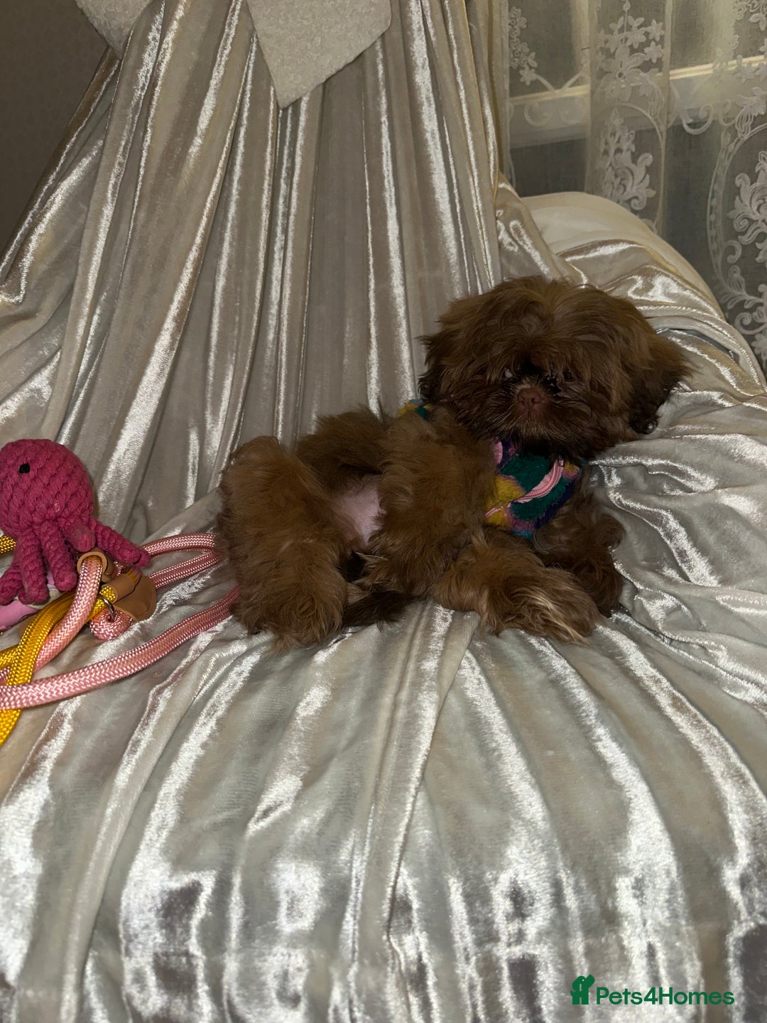 Shih Tzu dogs for sale:  Liver nosed chocolate orange Karashishi Shih tzu  - Advert 3