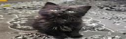 Mixed Breed cats for sale: A beautiful litter of 4 kittens - Advert 10