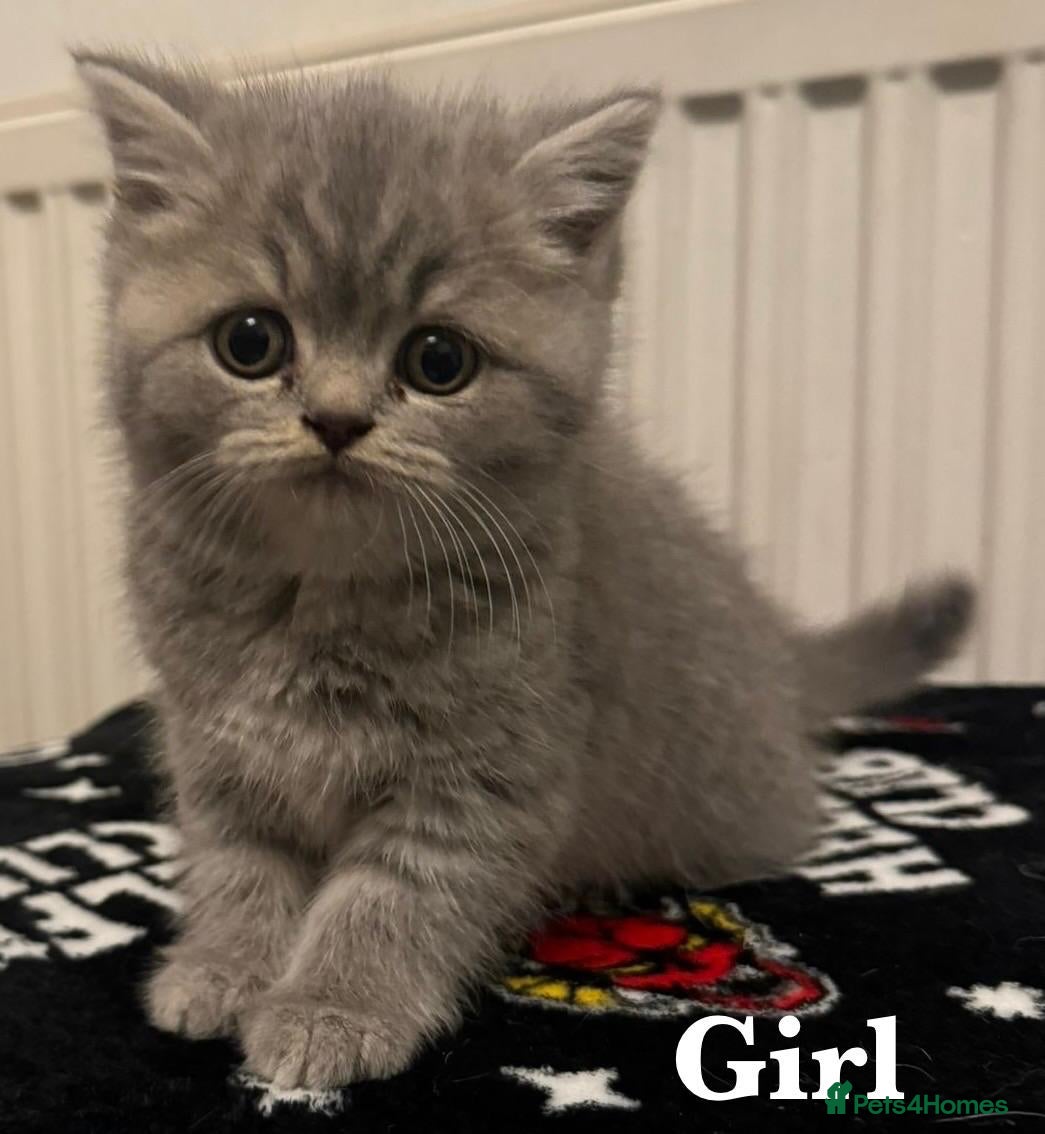 British Shorthair cats British shorthair X Persian kittens for sale ready - Advert 14