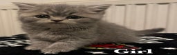 British Shorthair cats for sale: British shorthair X Persian kittens for sale ready - Advert 5