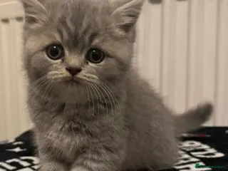 British Shorthair cats British shorthair X Persian kittens for sale ready - Advert 14