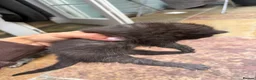 Mixed Breed cats for sale: 5 adorable kittens looking for loving homes - Advert 13