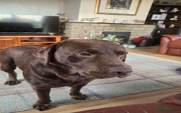 Labrador Retriever dogs for stud: Stud Labrador - Advert 5