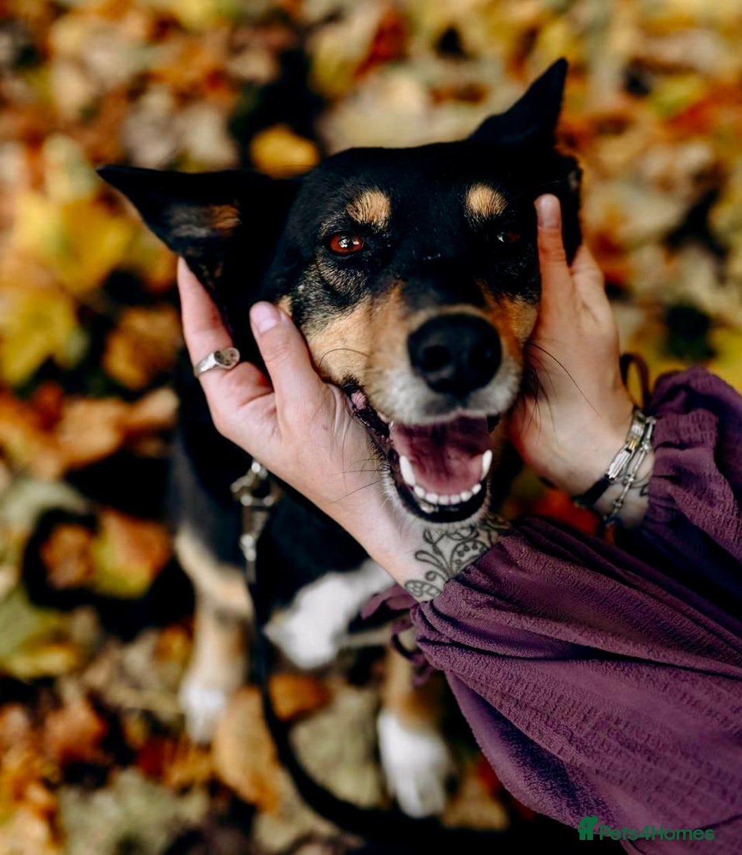 German Shepherd dogs for adoption: 🐾 POPPY – Female German Shepherd - Advert 2