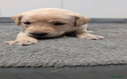 Labrador Retriever dogs for sale: Gorgeous Yellow Labrador Puppies - Image 7