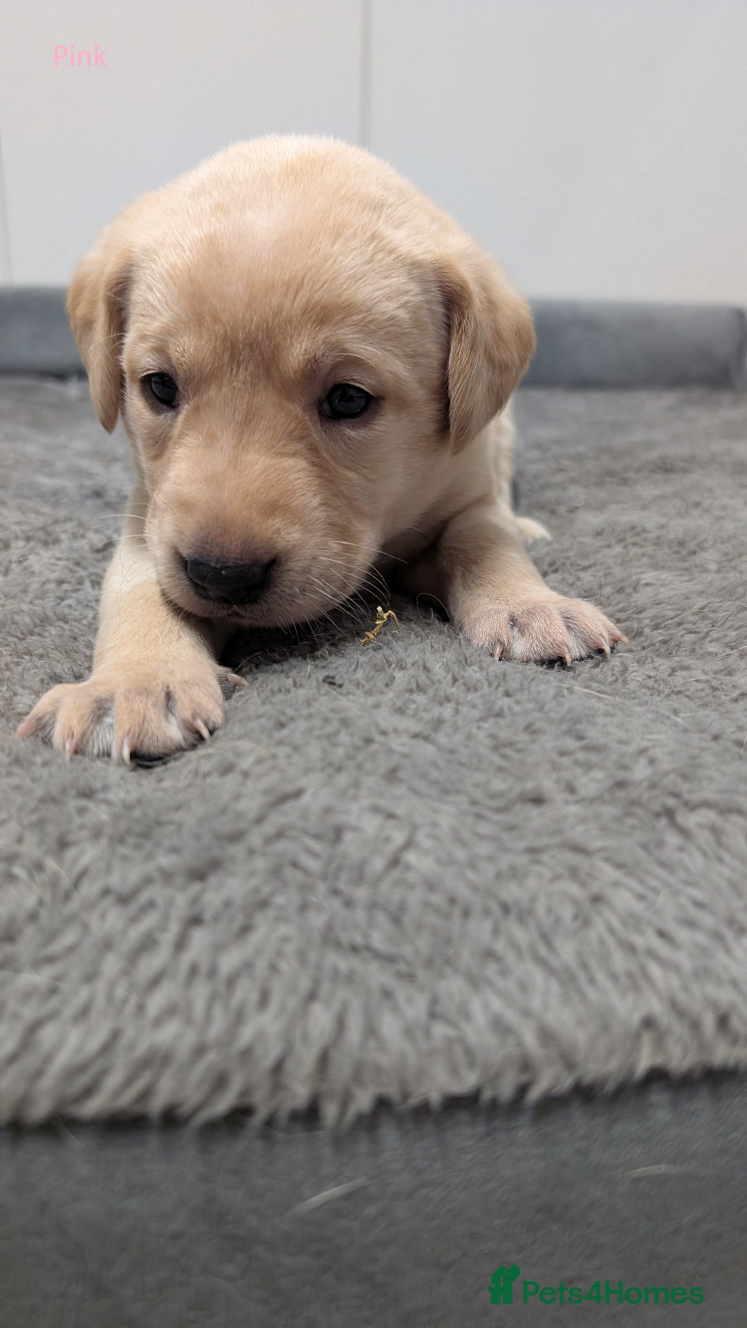 Labrador Retriever dogs for sale: Gorgeous Yellow Labrador Puppies - Image 7