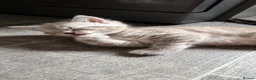 Mixed Breed cats for sale: Ragdoll Cross Ready now - Advert 8