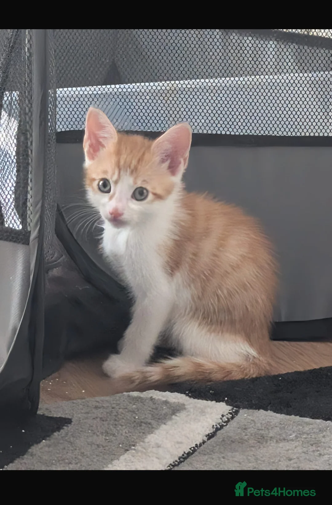 Mixed Breed cats for sale: Orange kitten 8 weeks old in London - Advert 2