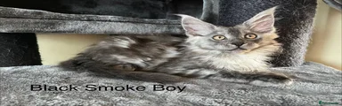 Maine Coon Kitten 3
