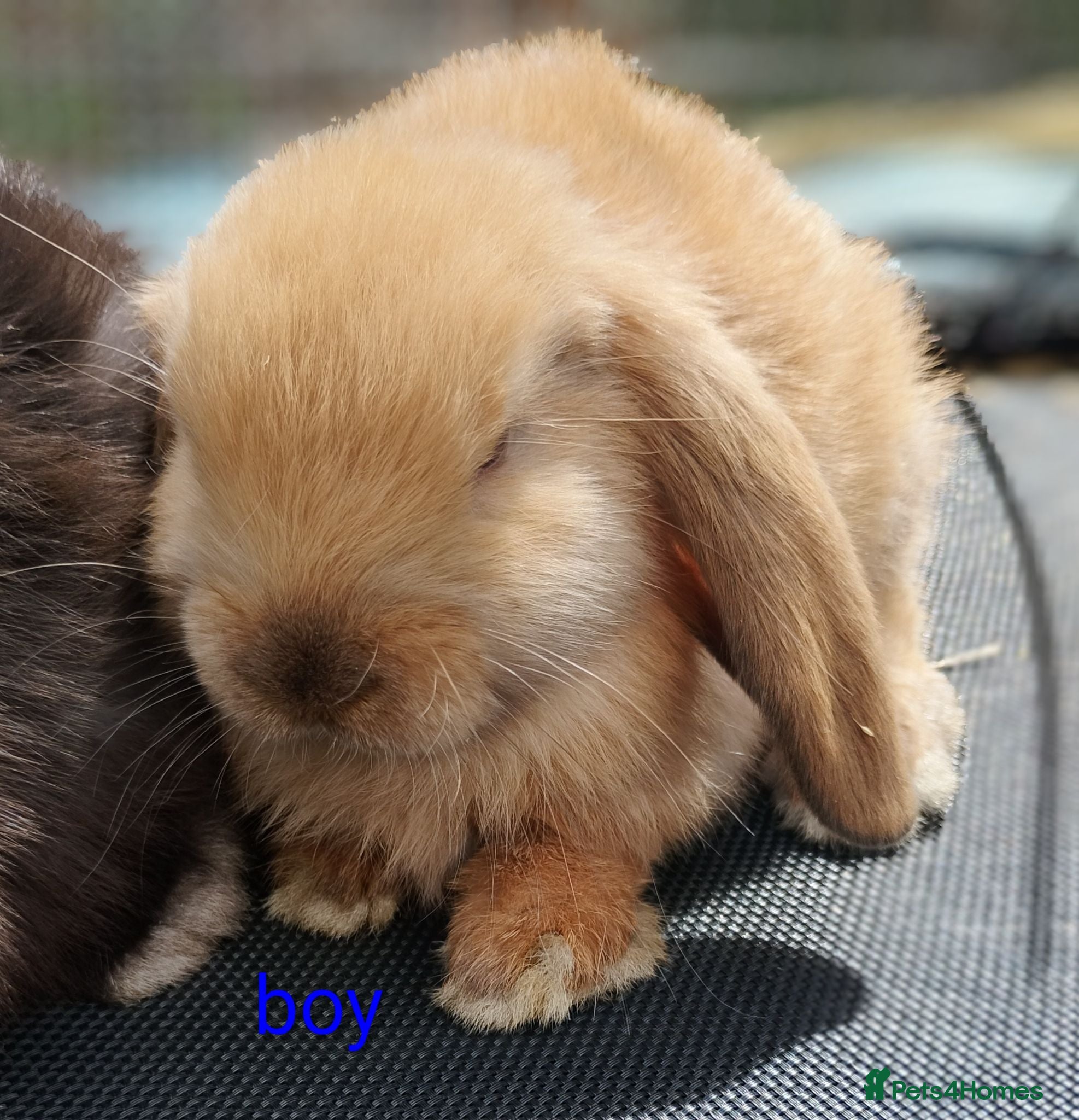 Mini Lop rabbits Pure mini lop Bunny ready from 12/06 - Advert 2