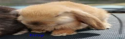 Mini Lop rabbits for sale: Pure mini lop Bunny ready from 12/06 - Advert 2