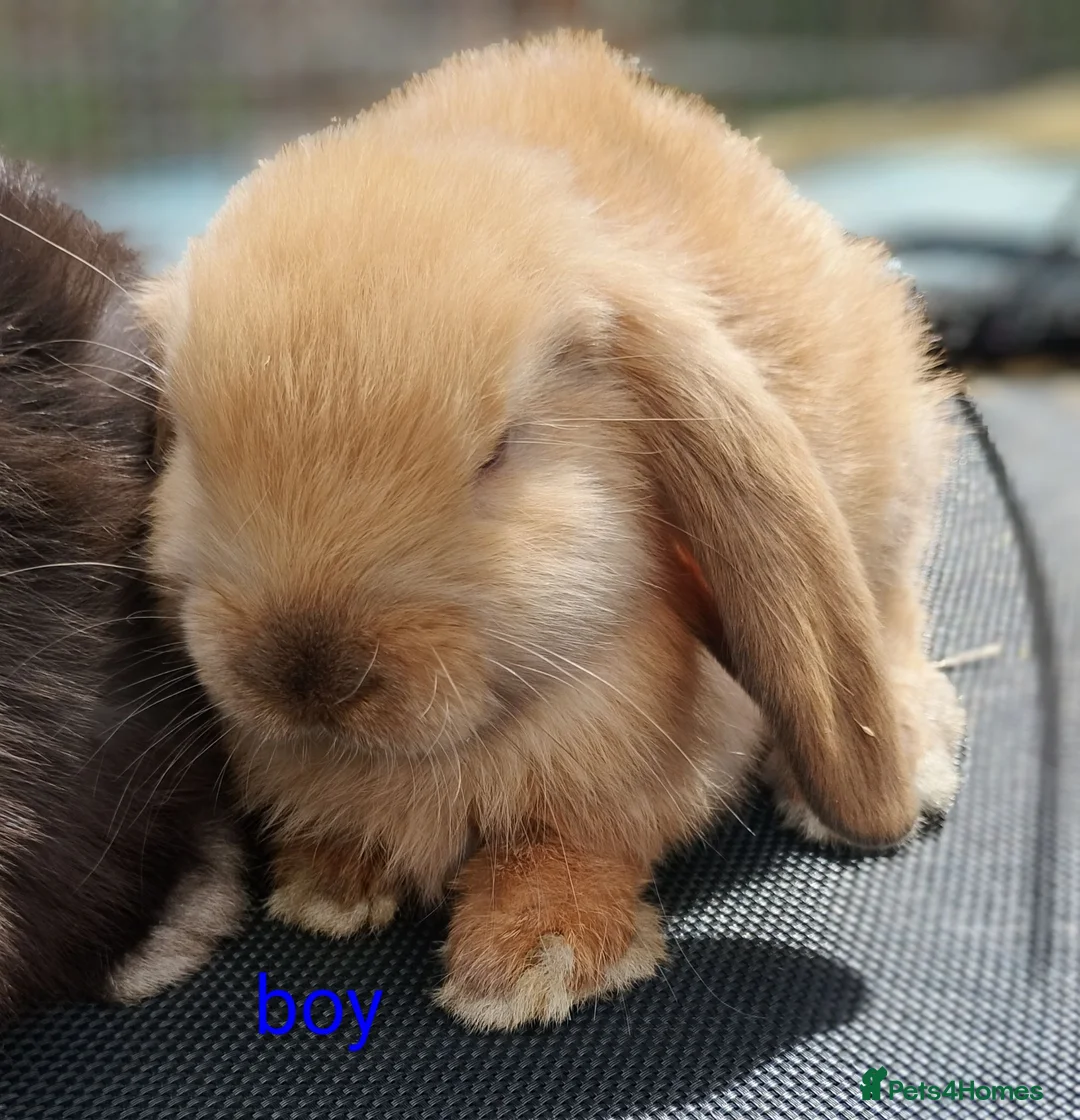 Mini Lop rabbits for sale: Pure mini lop Bunny ready from 12/06 - Advert 2