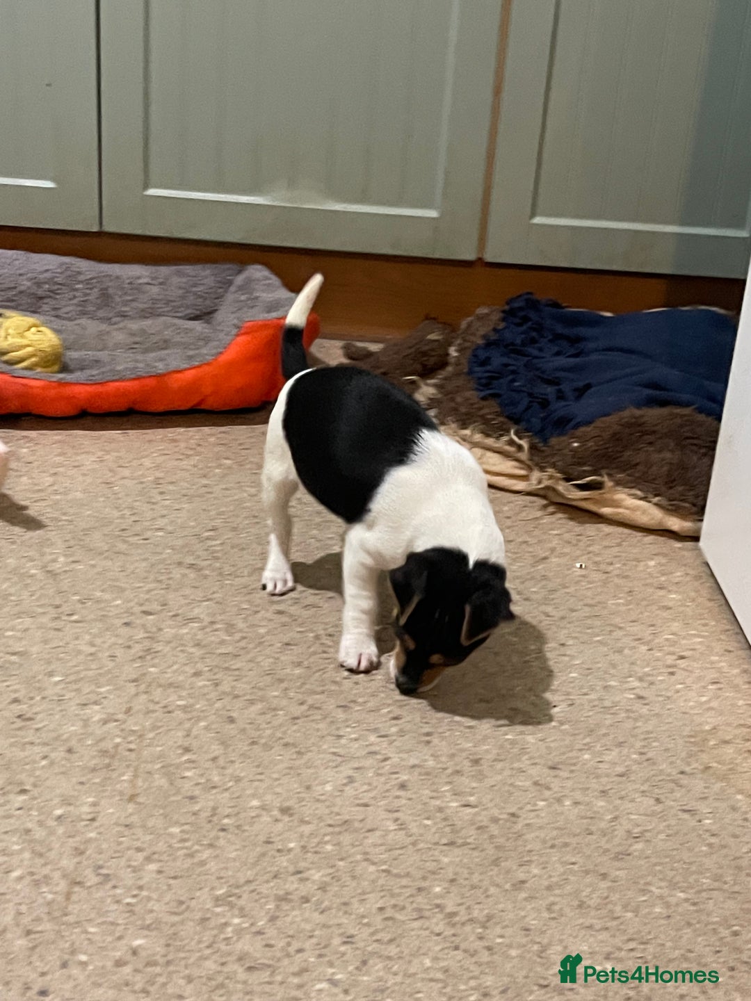 Jack Russell dogs for sale: Tri-coloured Jack Russell pups for sale  - Advert 4
