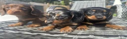 Miniature Dachshund dogs for sale: ✨MINI LONG HAIRED DACHSHUNDS ✨KC ✨ - Advert 7
