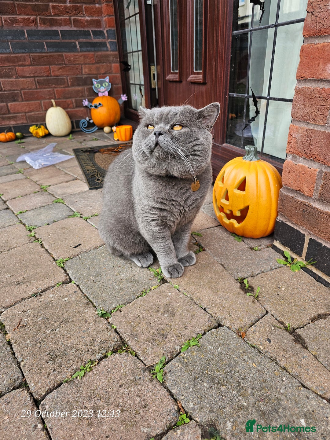 British Shorthair cats for stud: British for stud in Hinckley - Image 2
