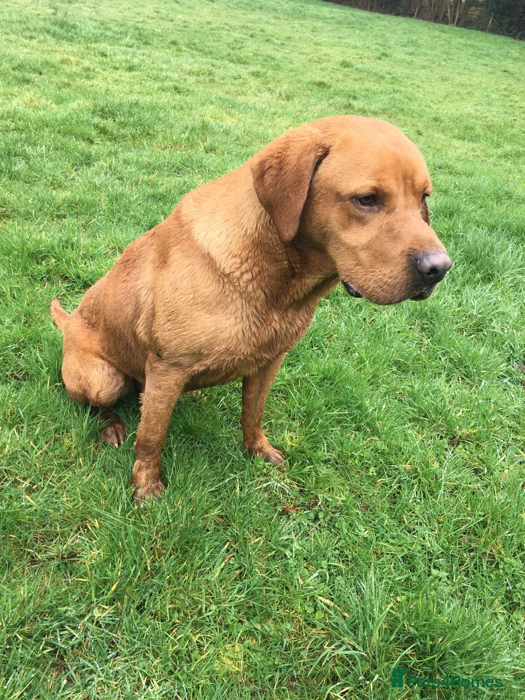 Labrador Retriever dogs for stud: STUNNING KC DARK FOX RED WORKING LABRADOR STUD DOG - Advert 2